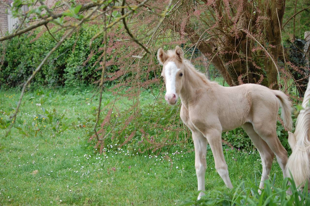 Colt French Saddle Pony For sale 2026 Palomino