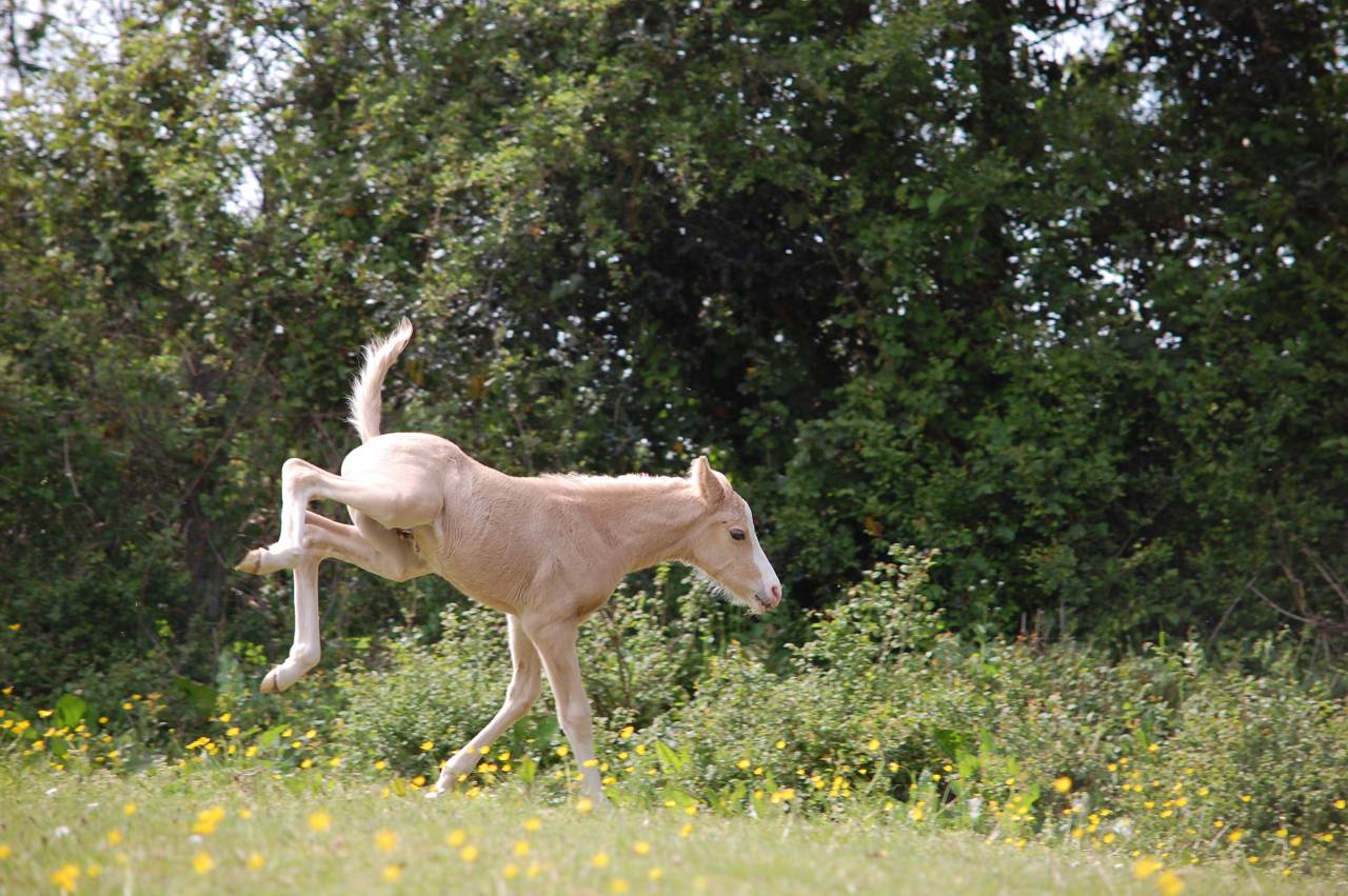 Colt French Saddle Pony For sale 2026 Palomino