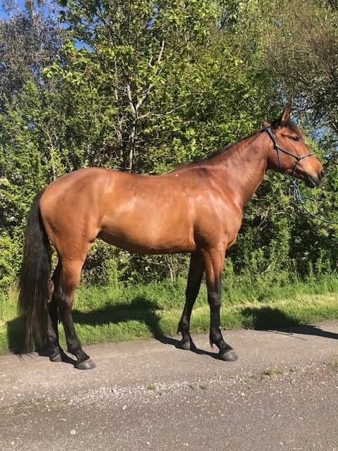 Mare Lusitano For sale 2014 Bay