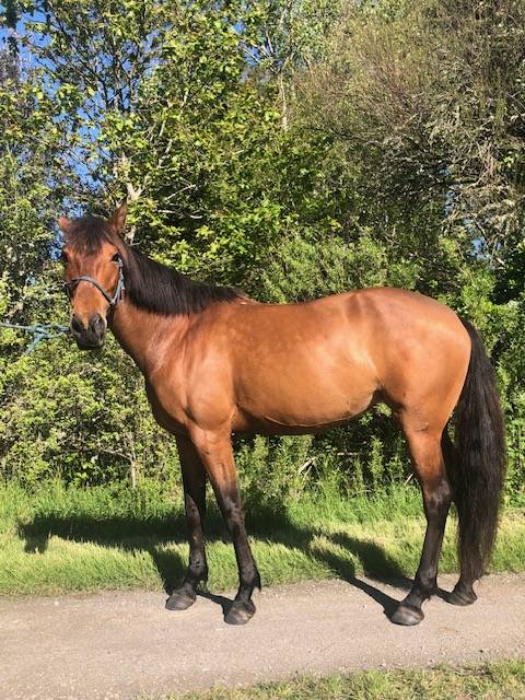 Mare Lusitano For sale 2014 Bay