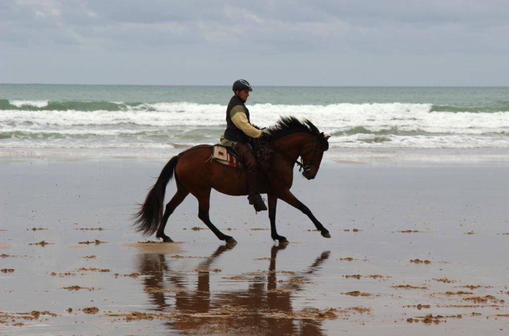 Mare Lusitano For sale 2014 Bay