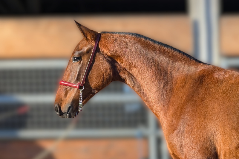 Mare PRE Pure Spanish Bred For sale 2024 Bay