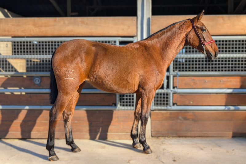 Mare PRE Pure Spanish Bred For sale 2024 Bay