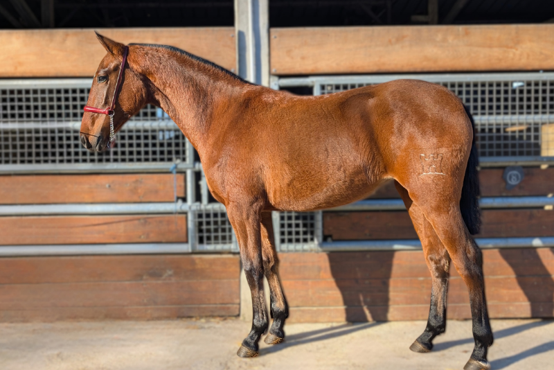 Mare PRE Pure Spanish Bred For sale 2024 Bay