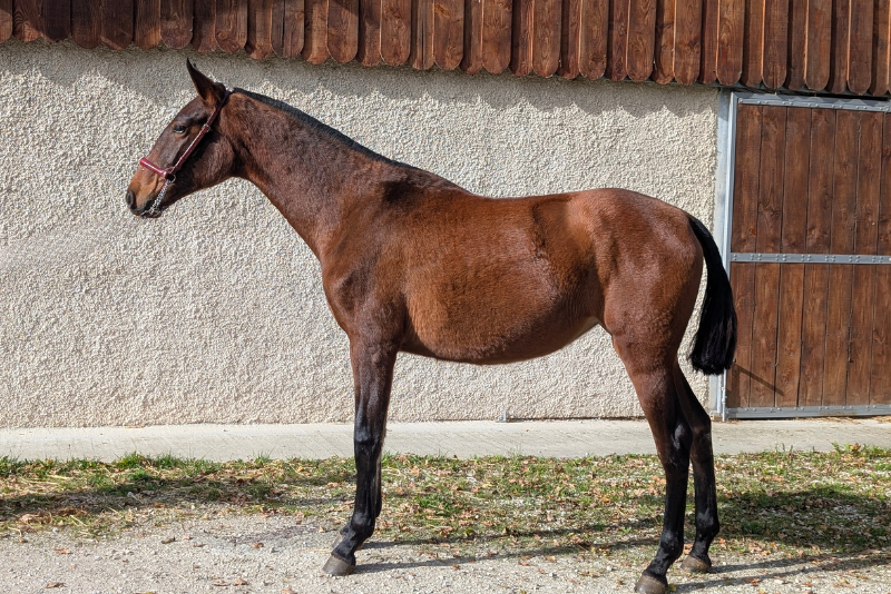 Mare PRE Pure Spanish Bred For sale 2024 Bay