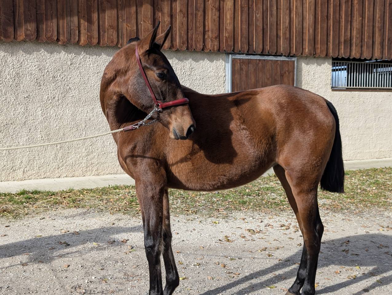Mare PRE Pure Spanish Bred For sale 2024 Bay