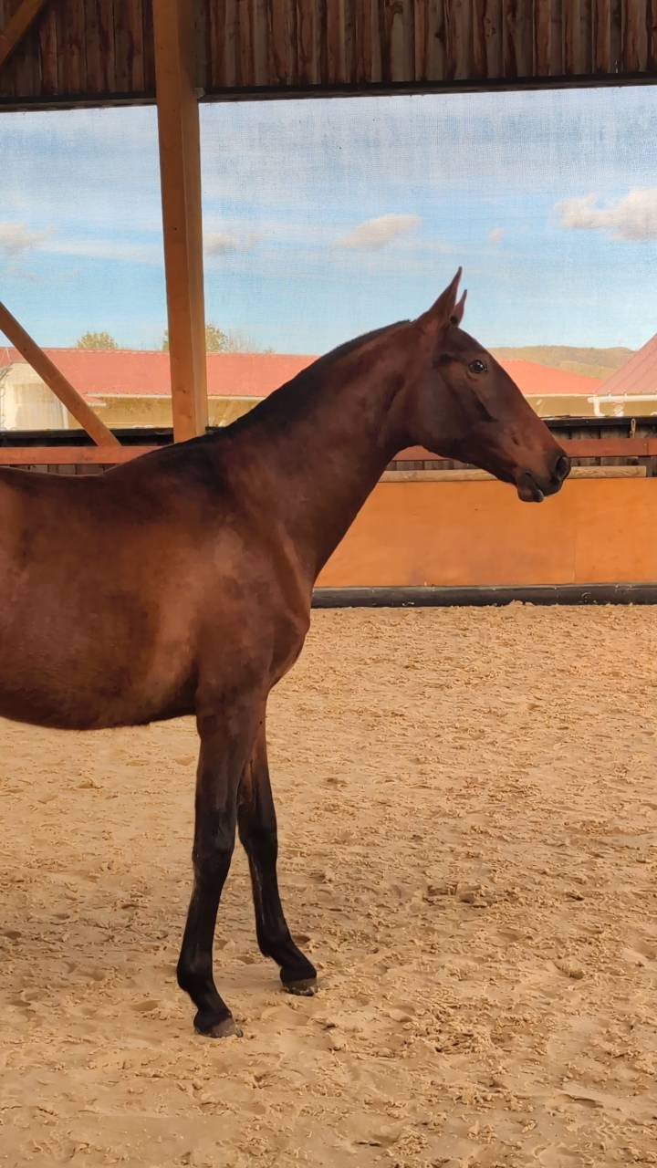 Mare PRE Pure Spanish Bred For sale 2024 Bay