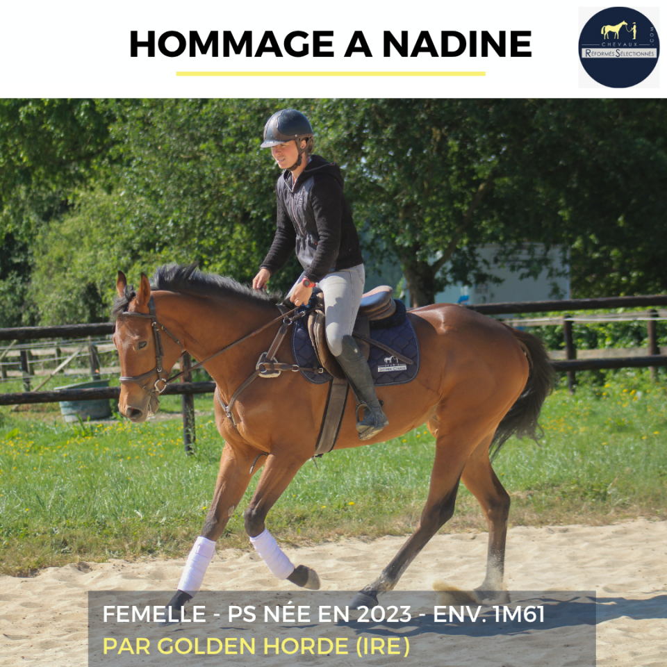 Mare Thoroughbred For sale 2023 Bay