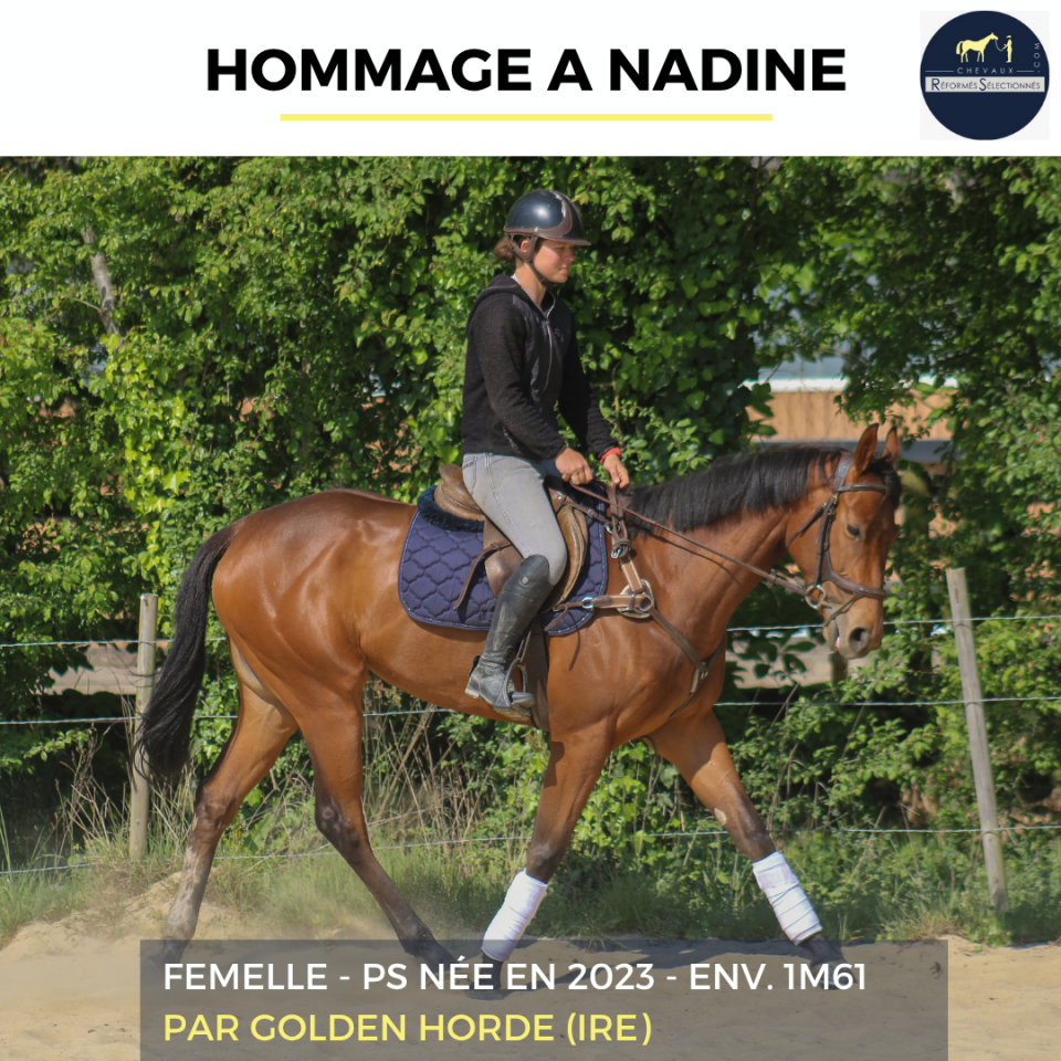 Mare Thoroughbred For sale 2023 Bay