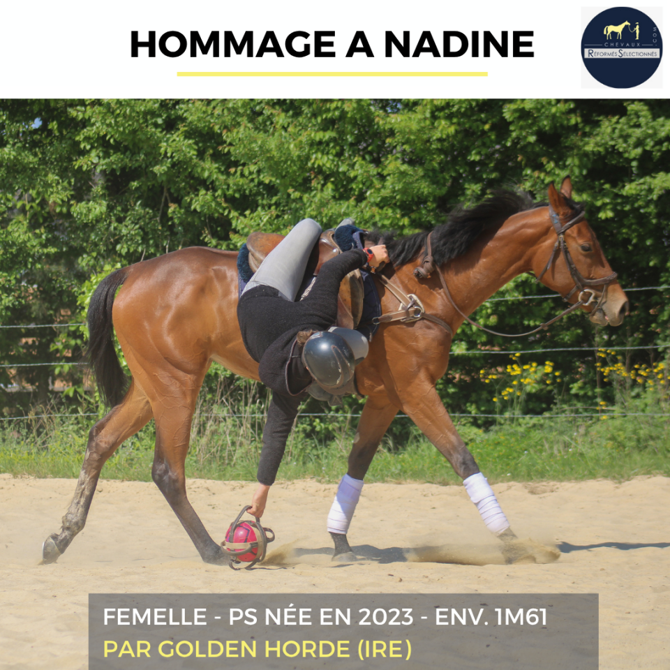 Mare Thoroughbred For sale 2023 Bay