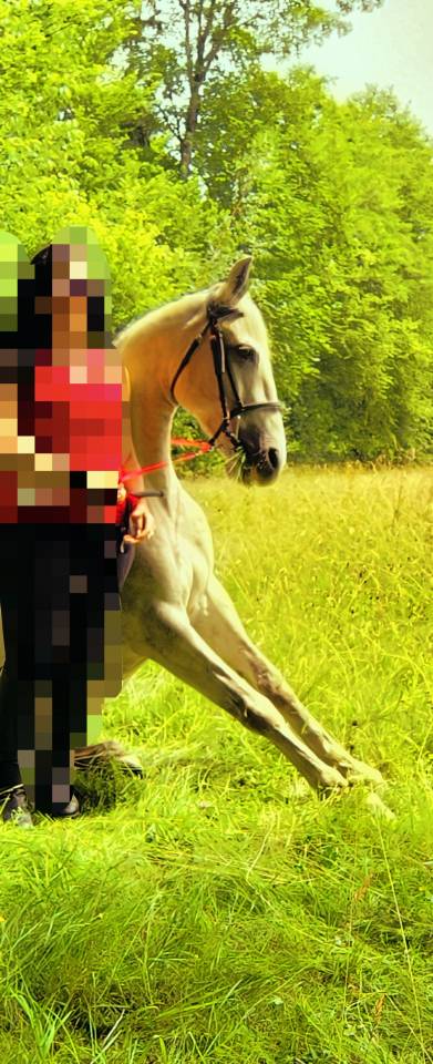 Gelding Origin Recorded For sale 2016 Grey