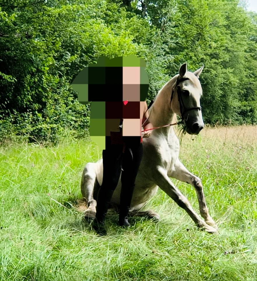 Gelding Origin Recorded For sale 2016 Grey