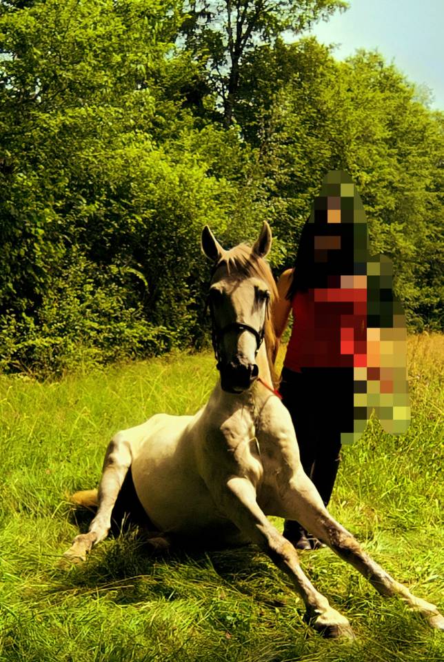 Gelding Origin Recorded For sale 2016 Grey