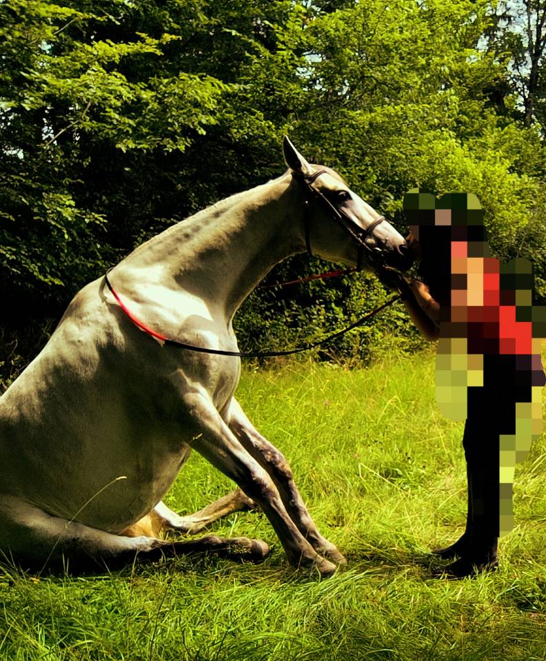 Gelding Origin Recorded For sale 2016 Grey