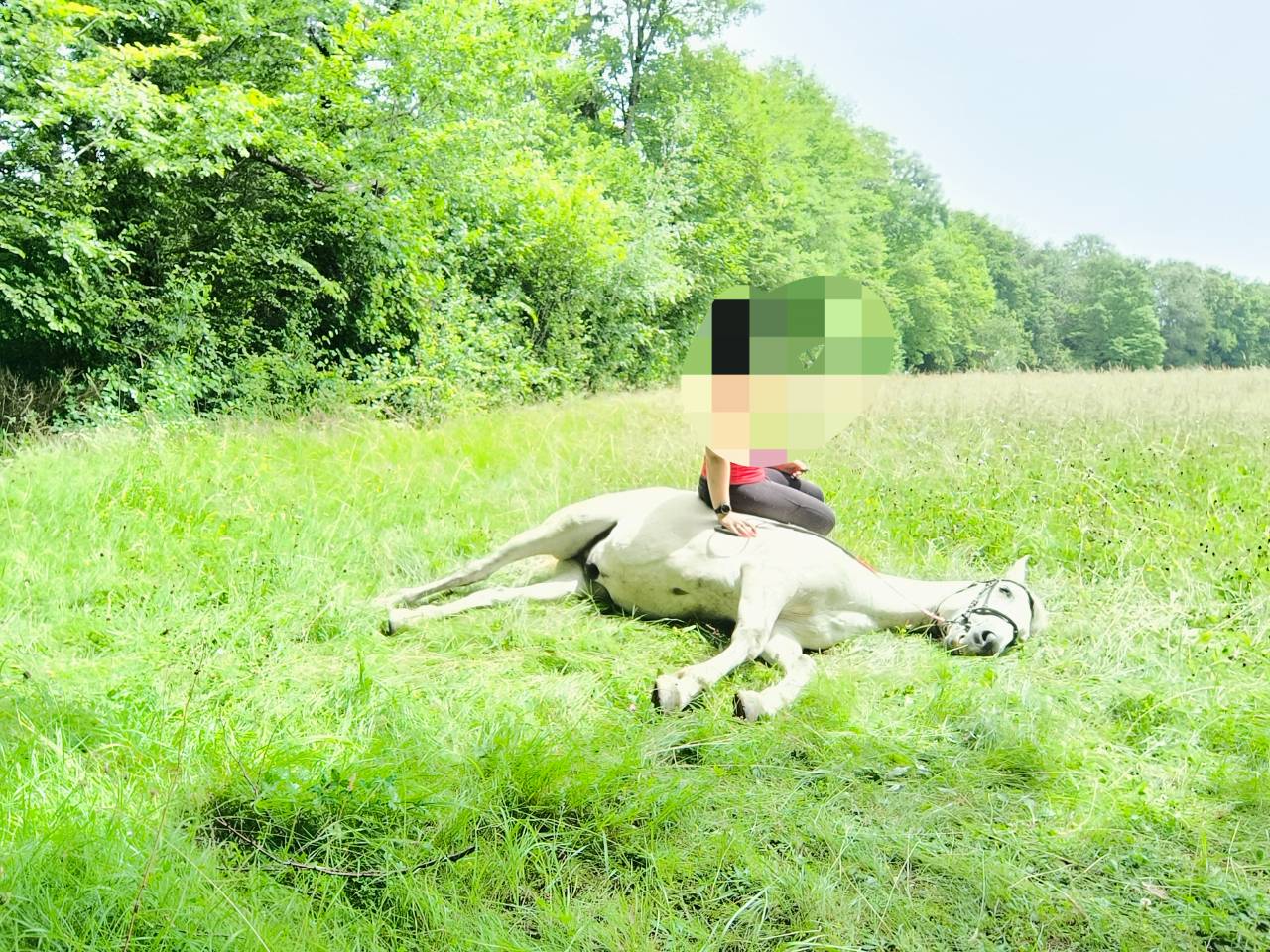 Gelding Origin Recorded For sale 2016 Grey