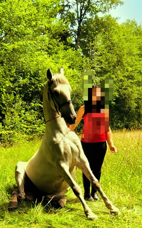 Gelding Origin Recorded For sale 2016 Grey