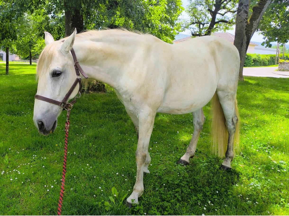 Gelding Origin Recorded For sale 2016 Grey