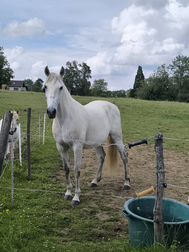 Gelding Origin Recorded For sale 2016 Grey