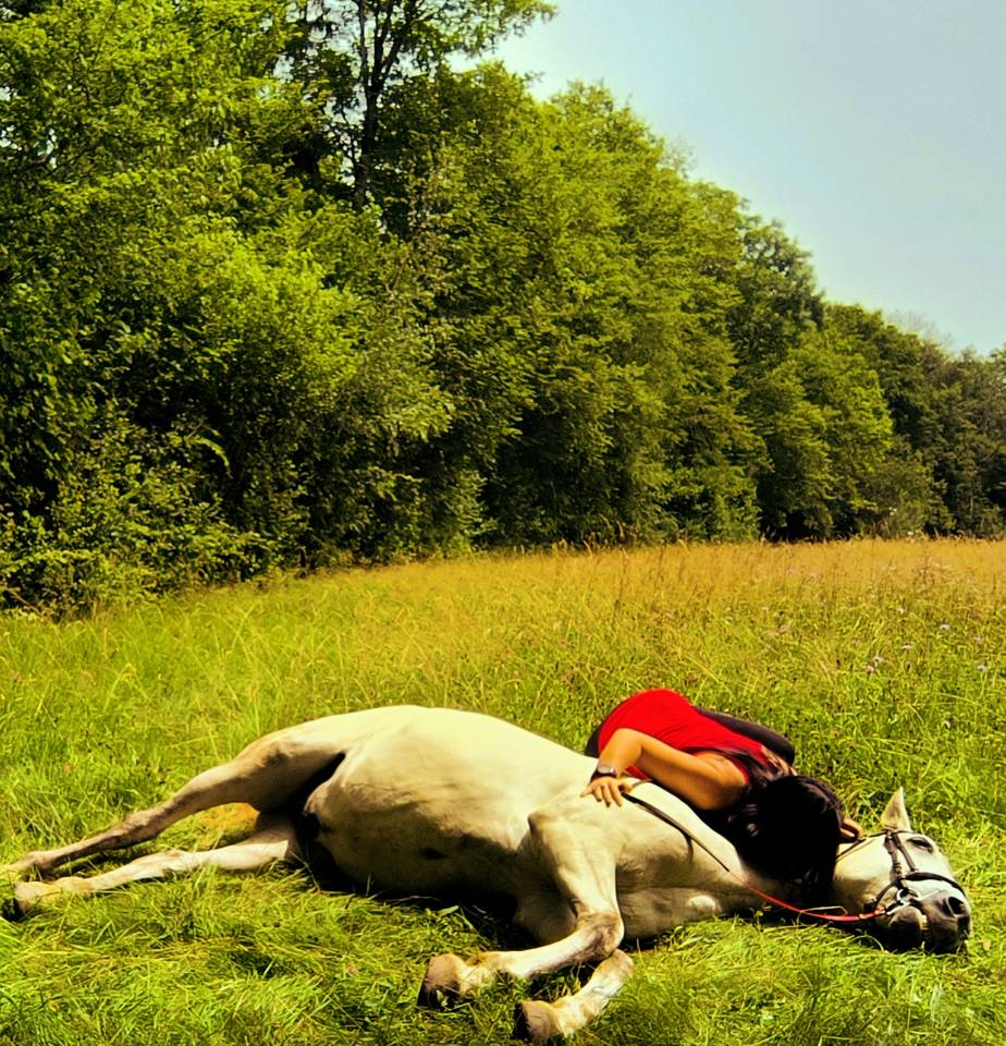 Gelding Origin Recorded For sale 2016 Grey