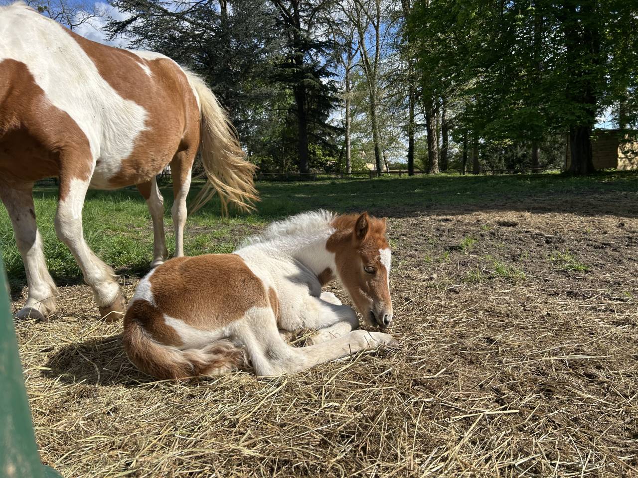 Filly French Saddle Pony For sale 2025 Coloured