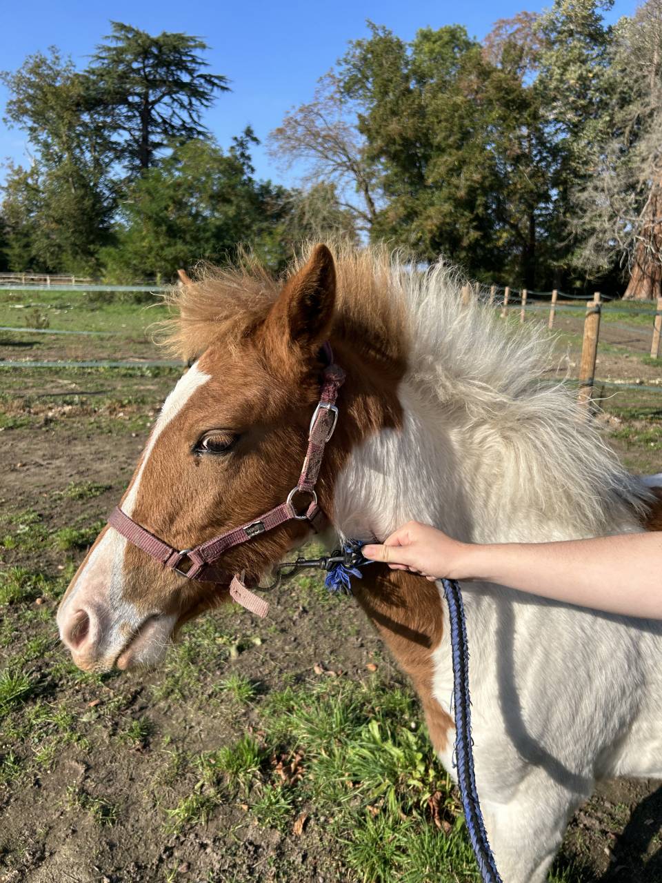 Filly French Saddle Pony For sale 2025 Coloured