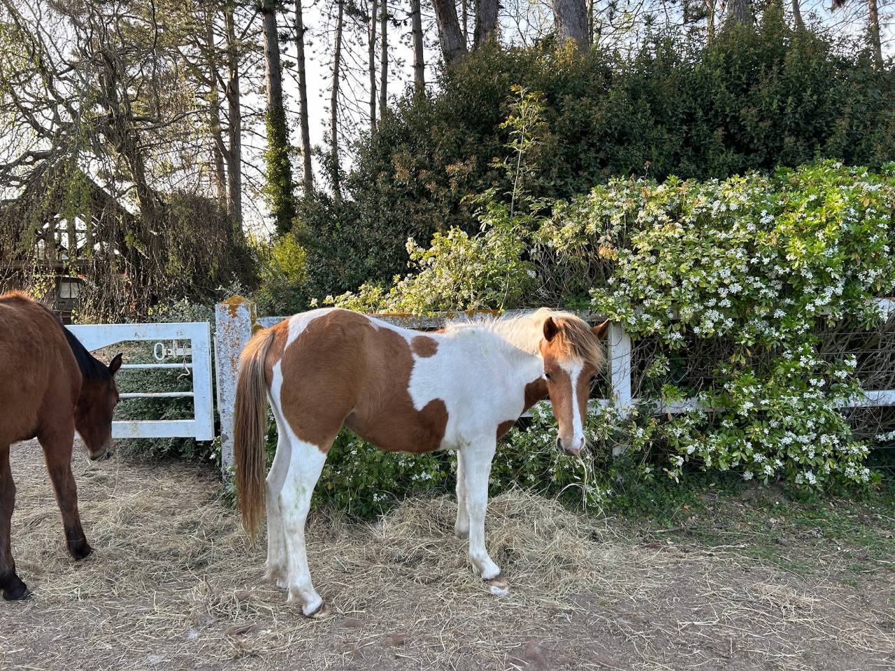 Filly French Saddle Pony For sale 2025 Coloured