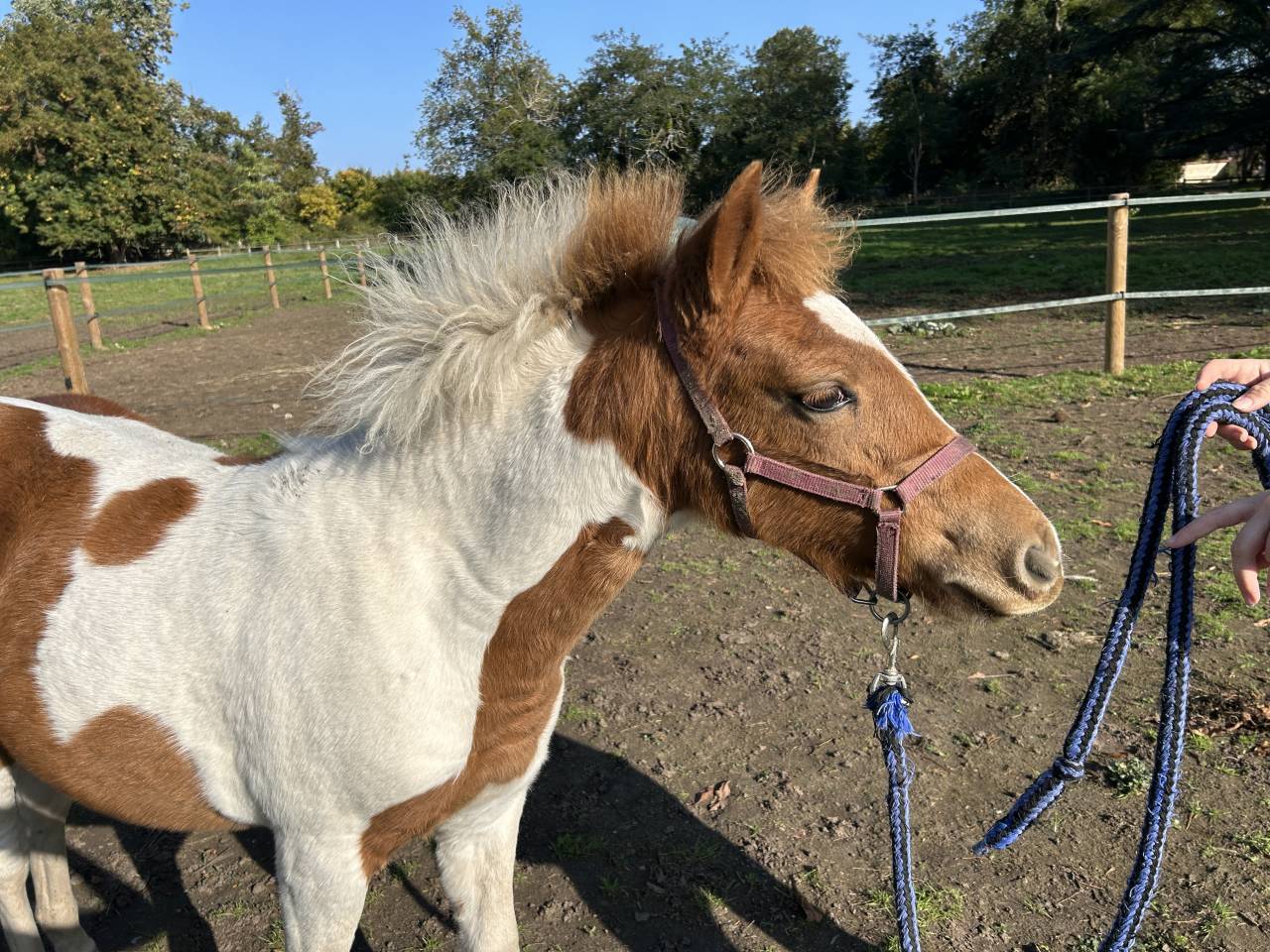 Filly French Saddle Pony For sale 2025 Coloured