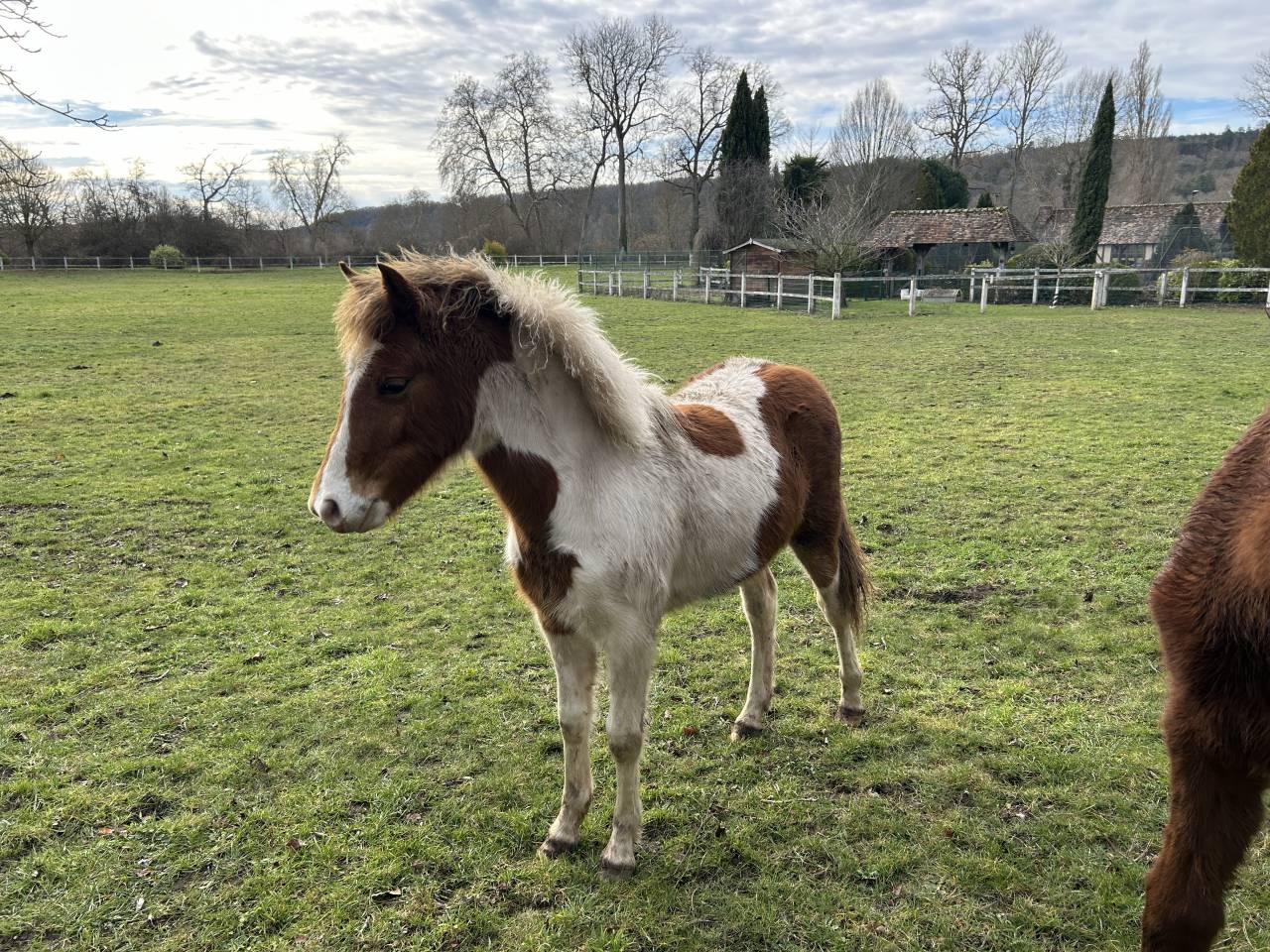 Filly French Saddle Pony For sale 2025 Coloured