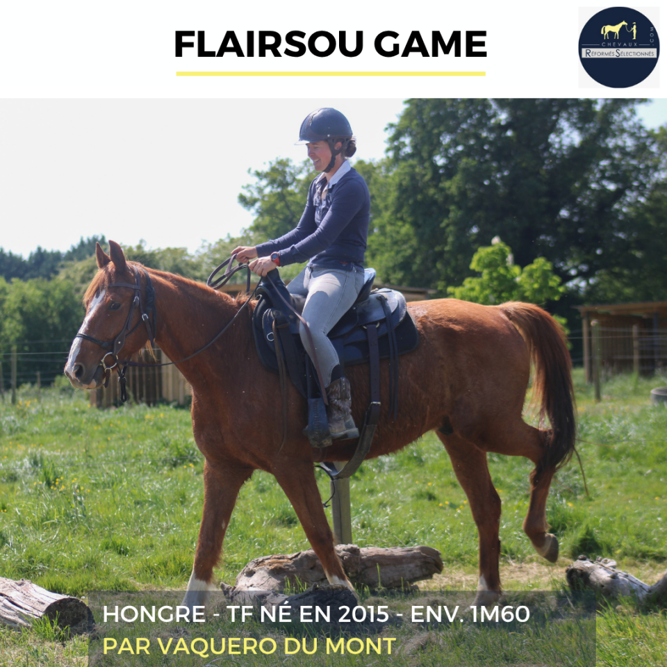 Gelding French Trotter For sale 2015 Chesnut