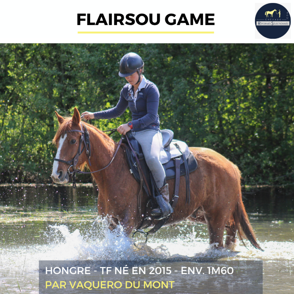 Gelding French Trotter For sale 2015 Chesnut