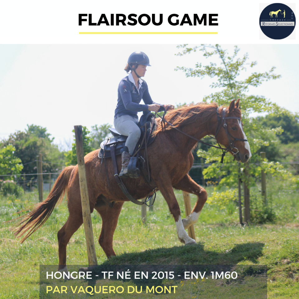 Gelding French Trotter For sale 2015 Chesnut