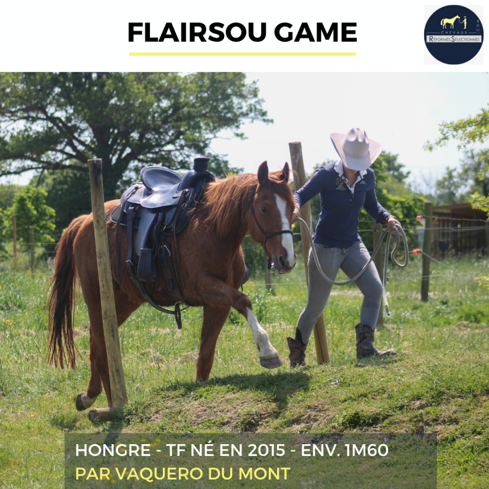 Gelding French Trotter For sale 2015 Chesnut