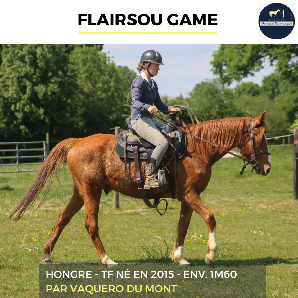 Gelding French Trotter For sale 2015 Chesnut