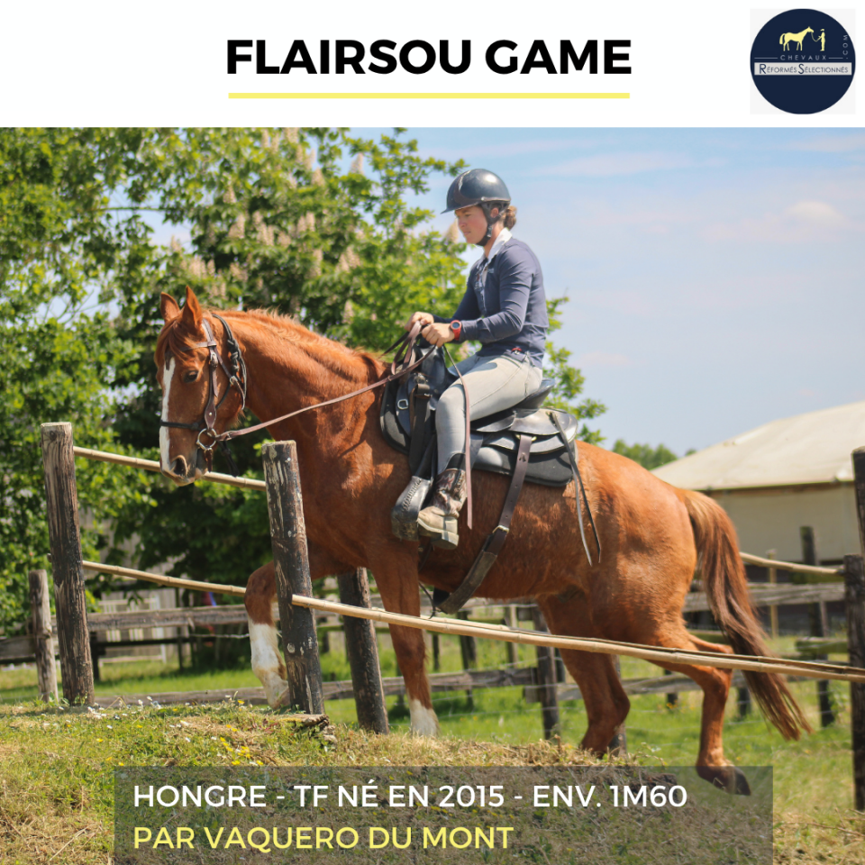 Gelding French Trotter For sale 2015 Chesnut