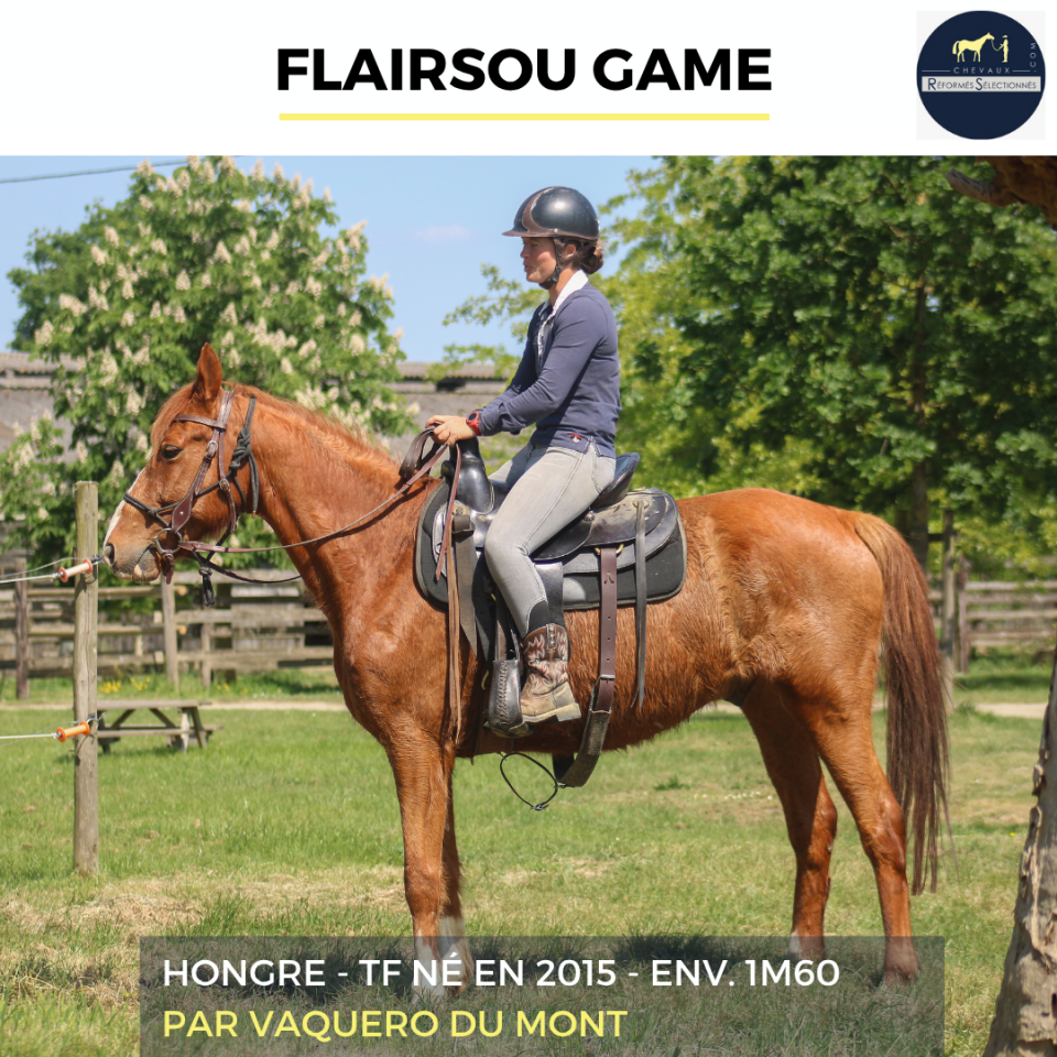 Gelding French Trotter For sale 2015 Chesnut