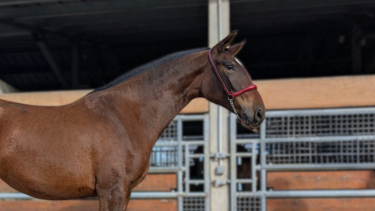 Mare PRE Pure Spanish Bred For sale 2023 Bay