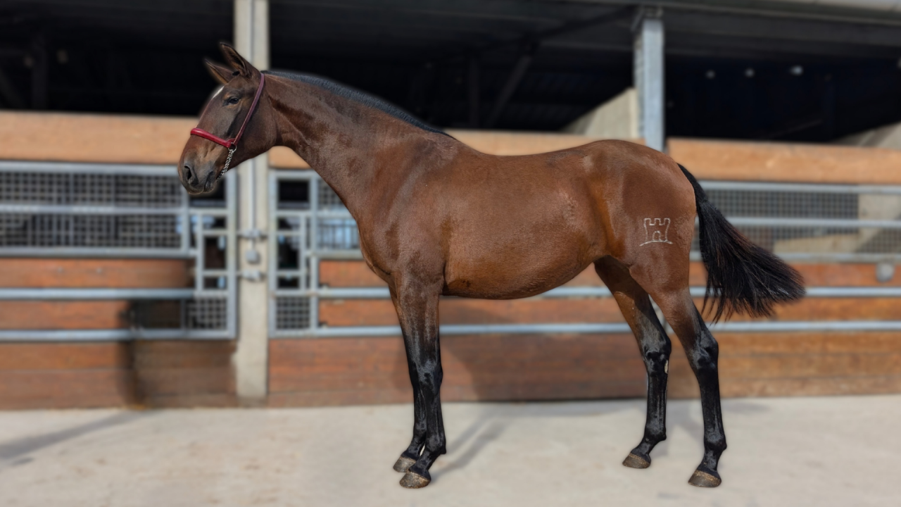 Mare PRE Pure Spanish Bred For sale 2023 Bay