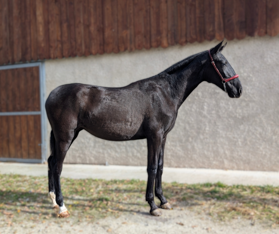 Mare PRE Pure Spanish Bred For sale 2024 Black