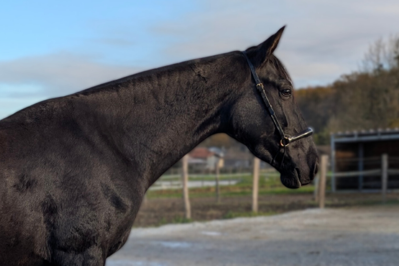 Mare PRE Pure Spanish Bred For sale 2022 Black