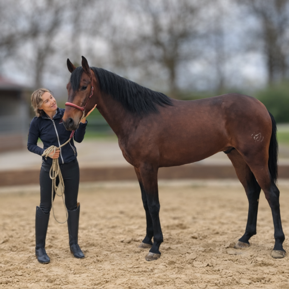 Gelding PRE Pure Spanish Bred For sale 2023 Bay