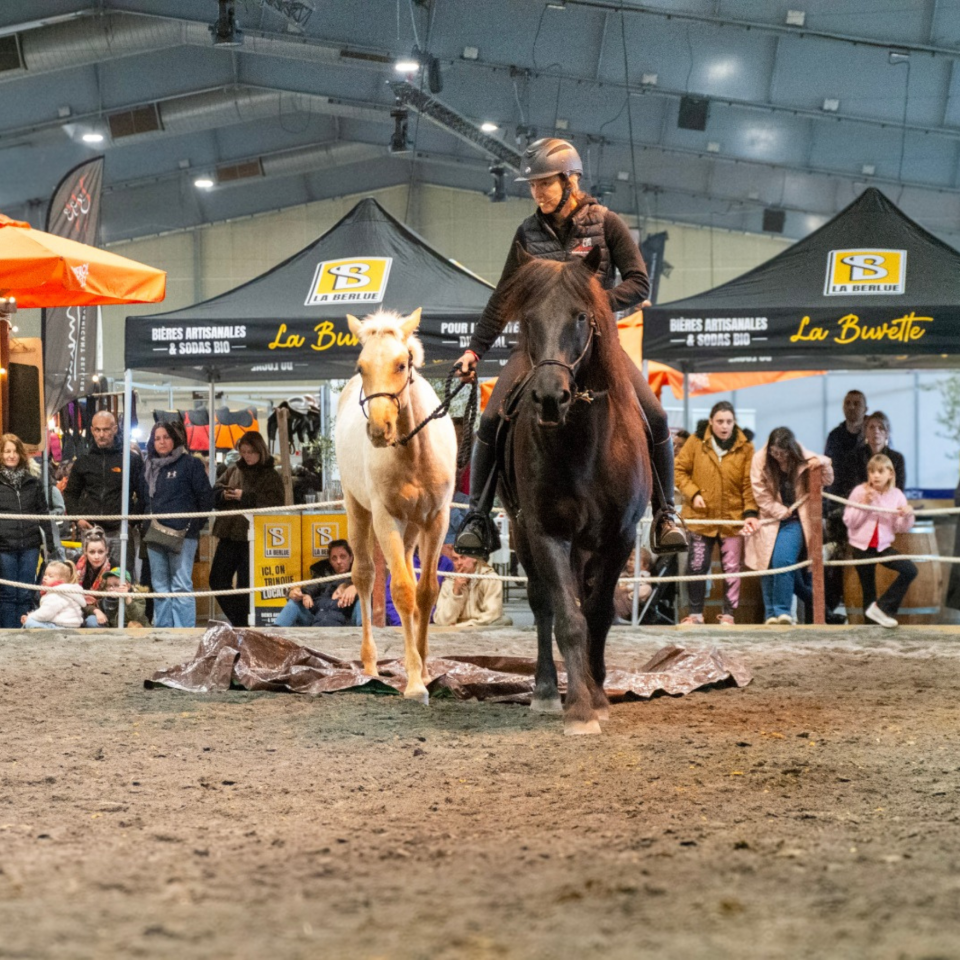 Colt PRE Pure Spanish Bred For sale 2025 Palomino