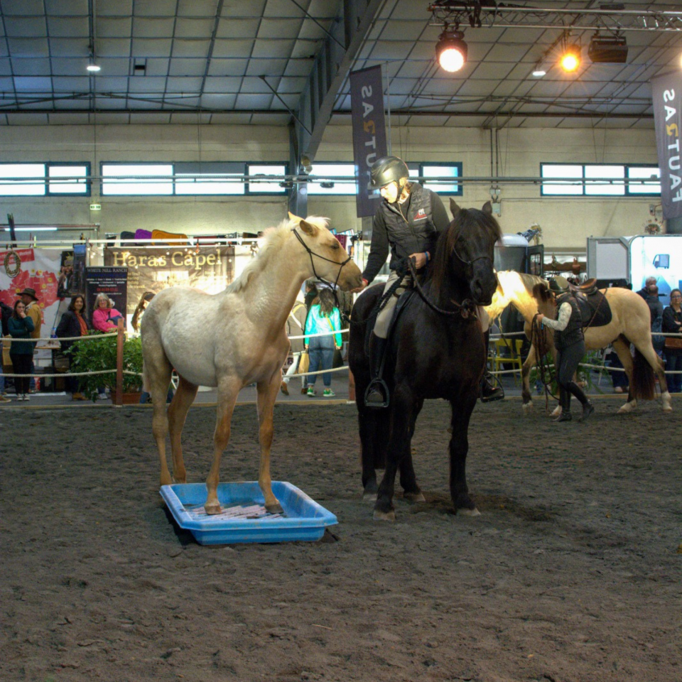 Colt PRE Pure Spanish Bred For sale 2025 Palomino