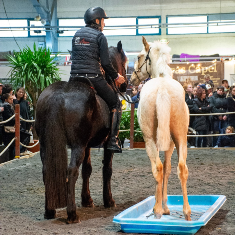 Colt PRE Pure Spanish Bred For sale 2025 Palomino