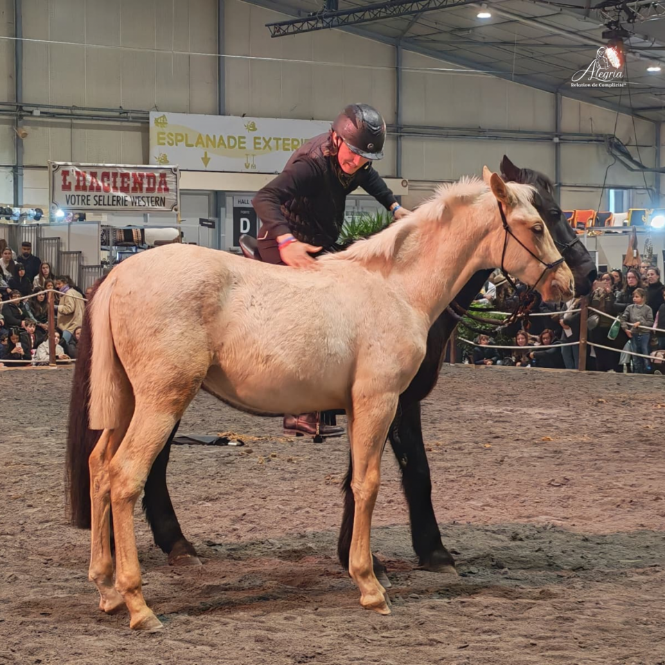 Colt PRE Pure Spanish Bred For sale 2025 Palomino