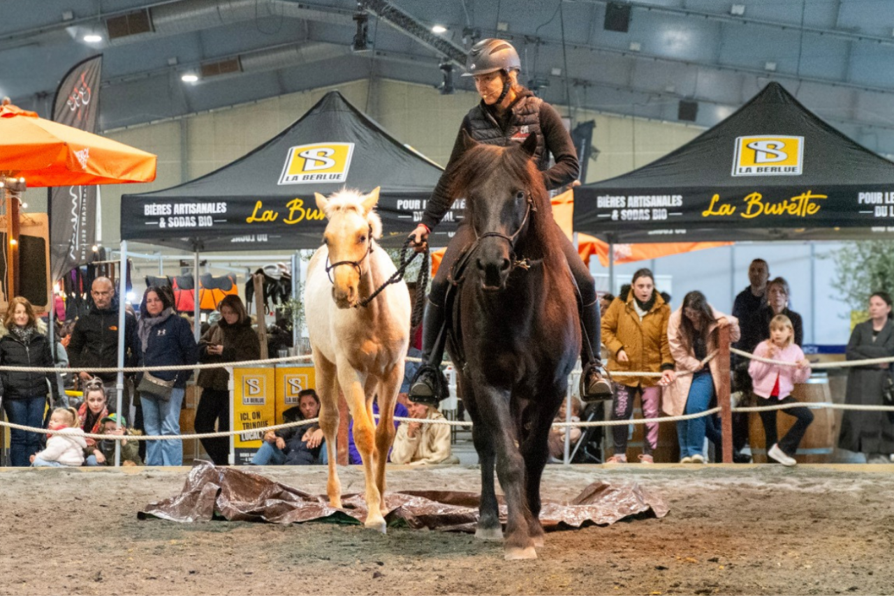 Colt PRE Pure Spanish Bred For sale 2025 Palomino