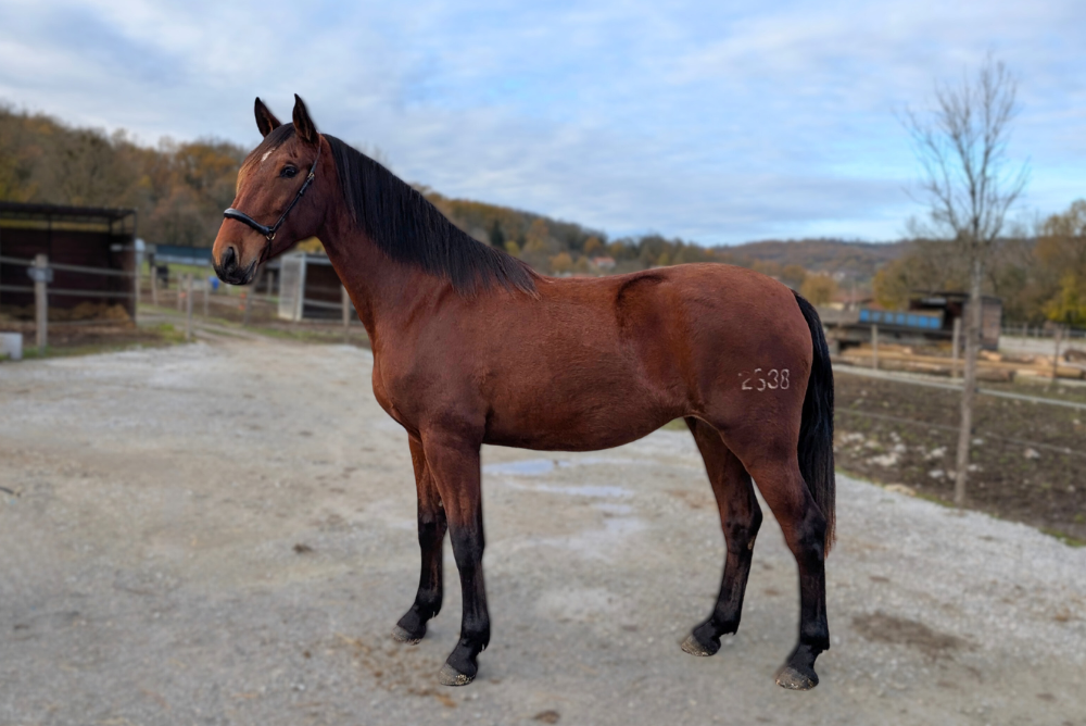 Mare PRE Pure Spanish Bred For sale 2022 Bay