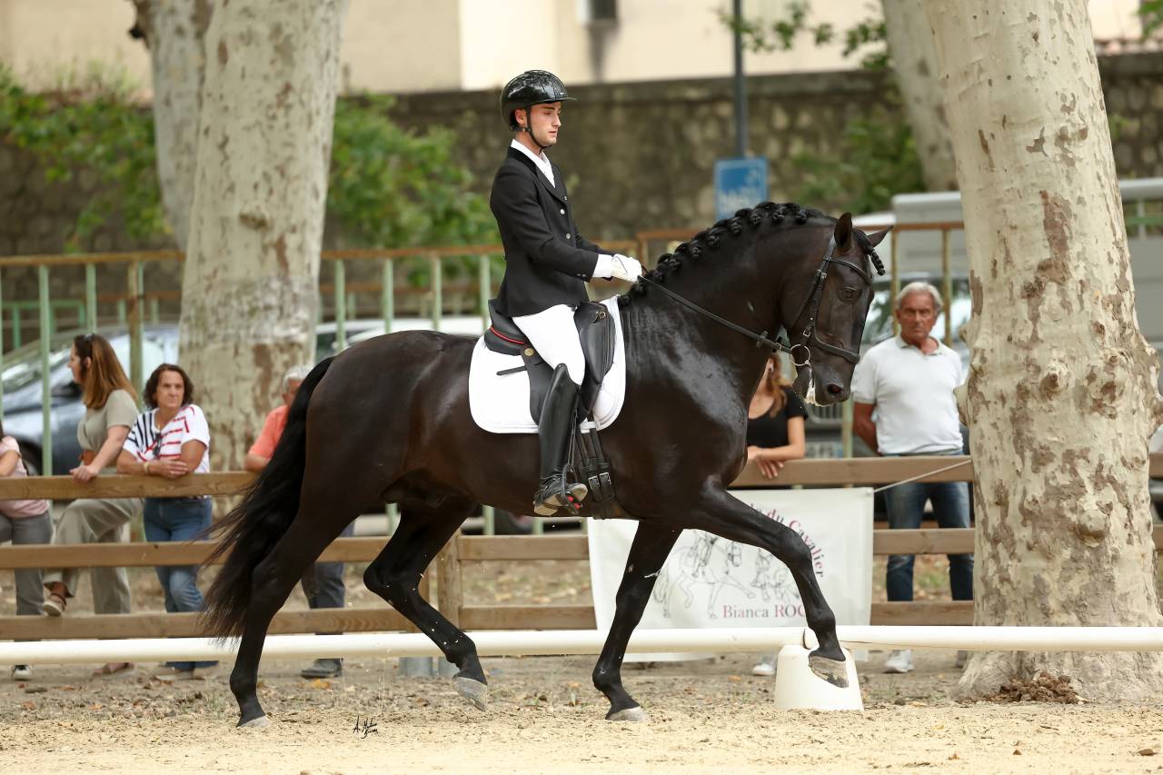 Jango NP - PRE Pure Spanish Bred 2017 by INTIMO SALVATELLA