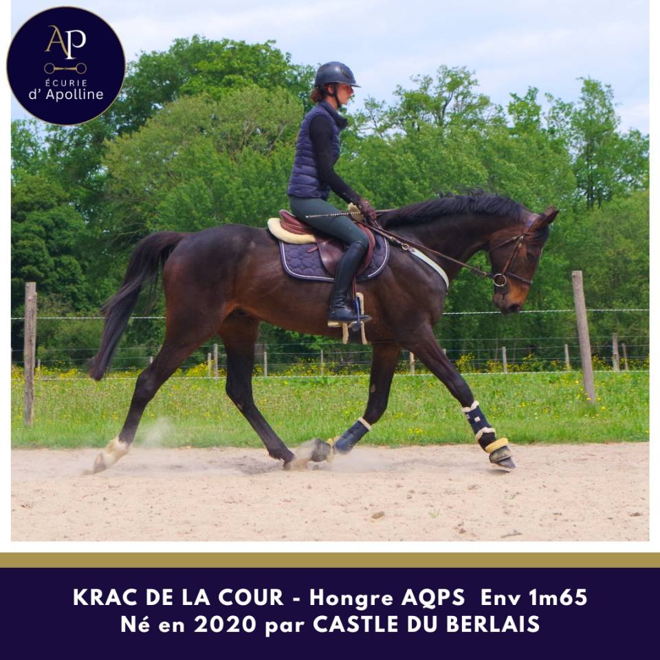 Gelding AQPS For sale 2020 Bay