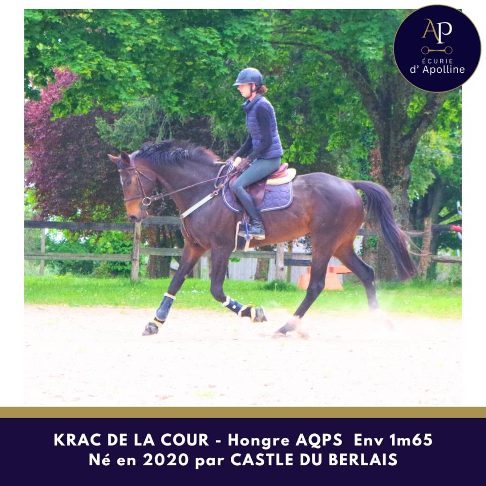 Gelding AQPS For sale 2020 Bay