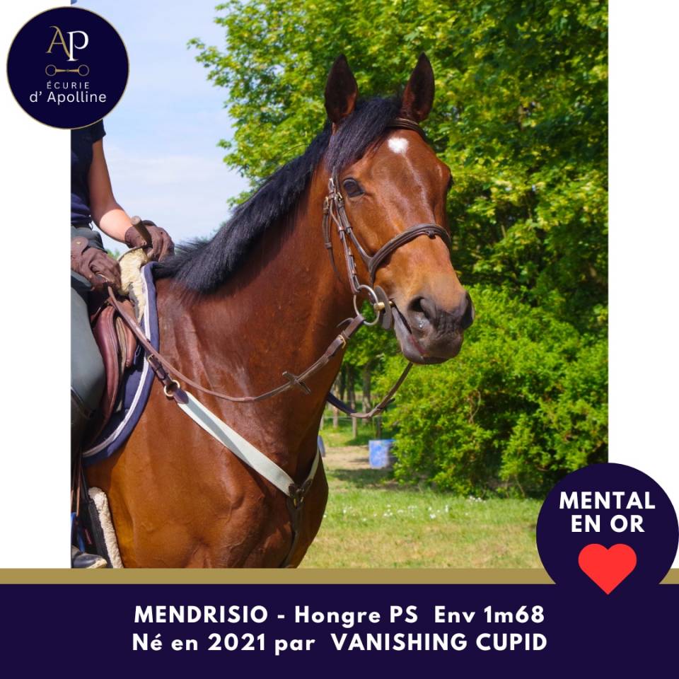 Gelding Thoroughbred For sale 2021 Bay